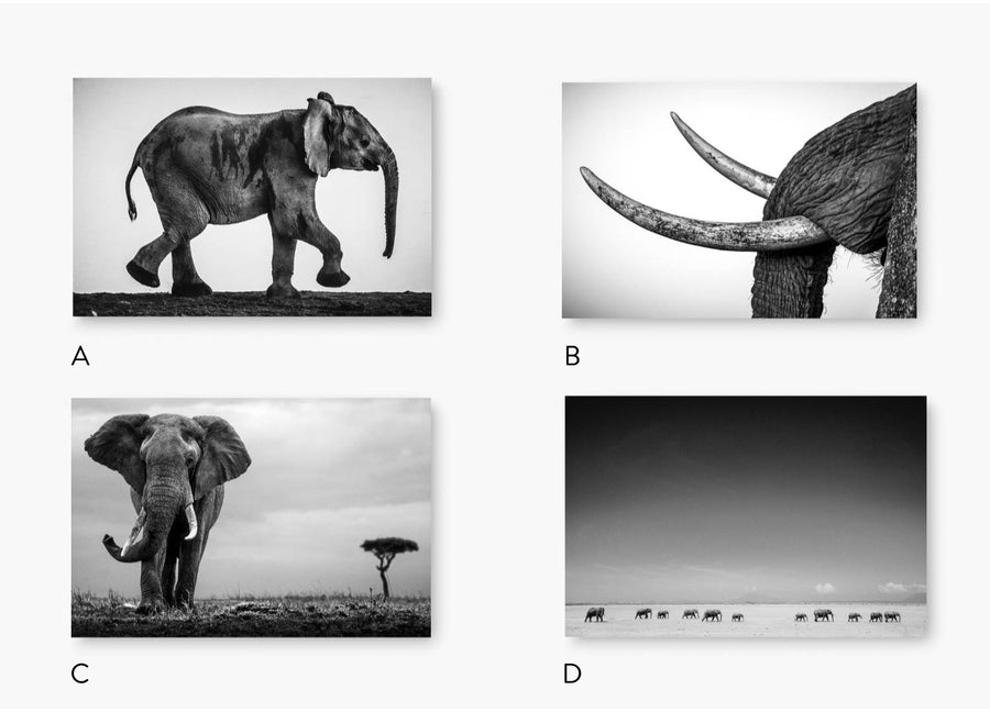 the Elephant book at home (59 € public price as soon as it is released)