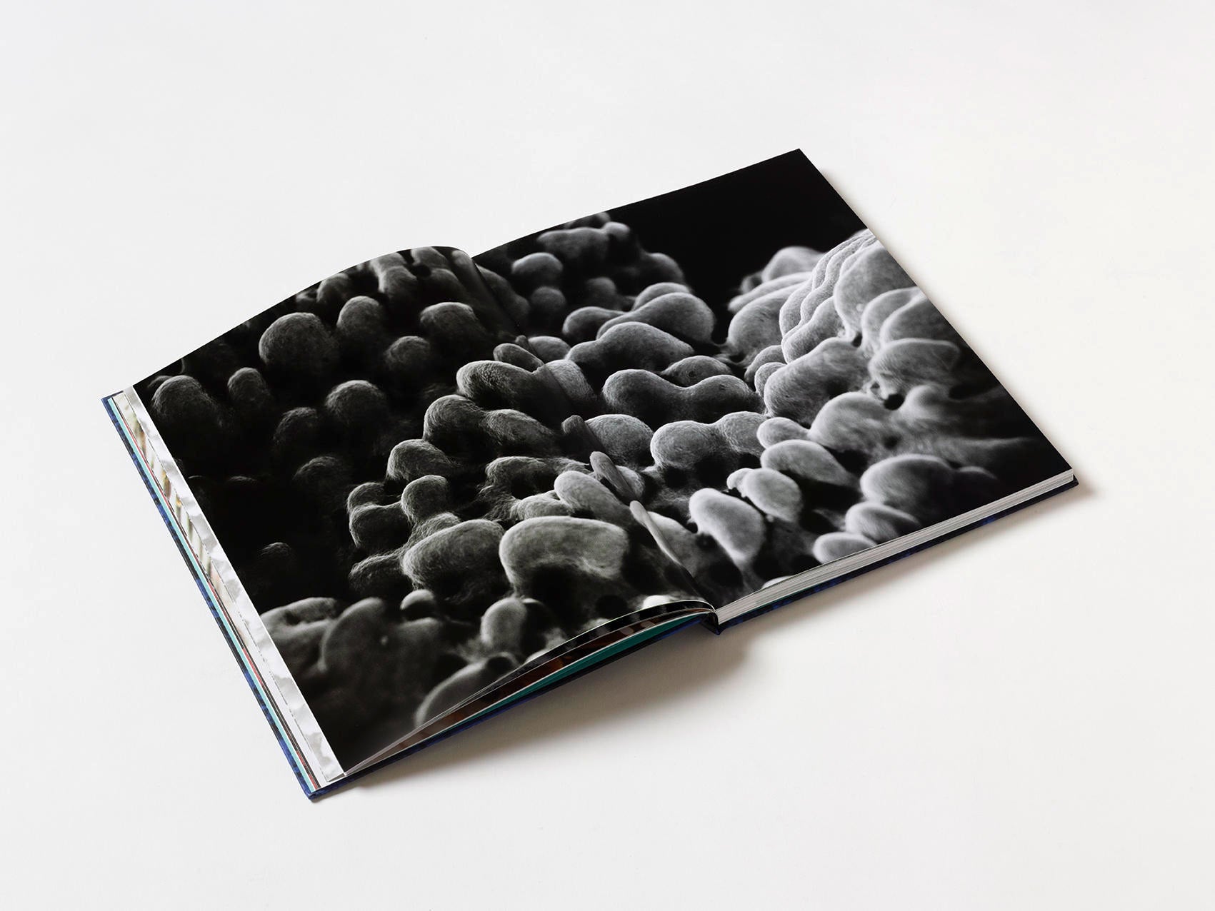 Coral - Martin Colognoli