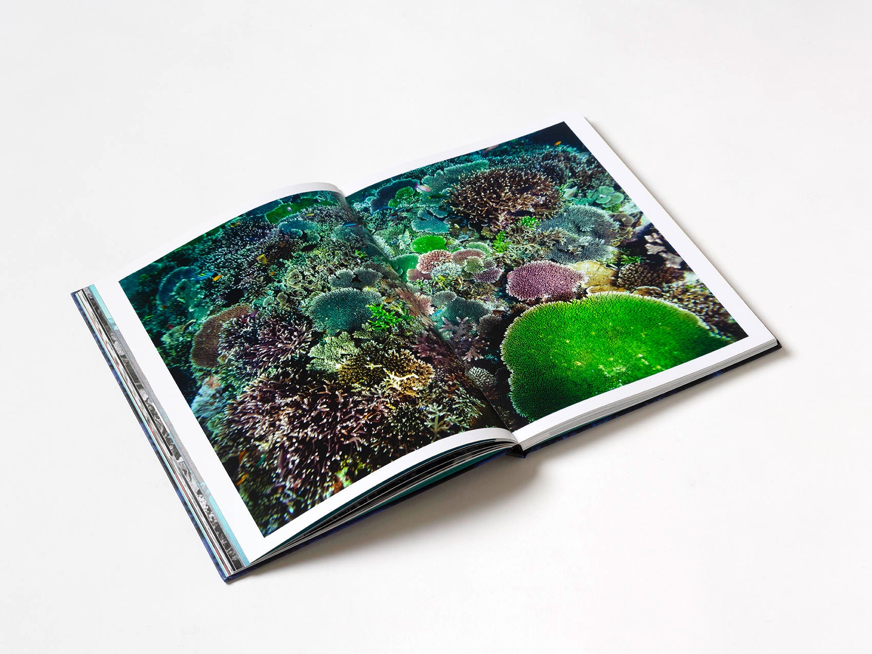 Coral - Martin Colognoli