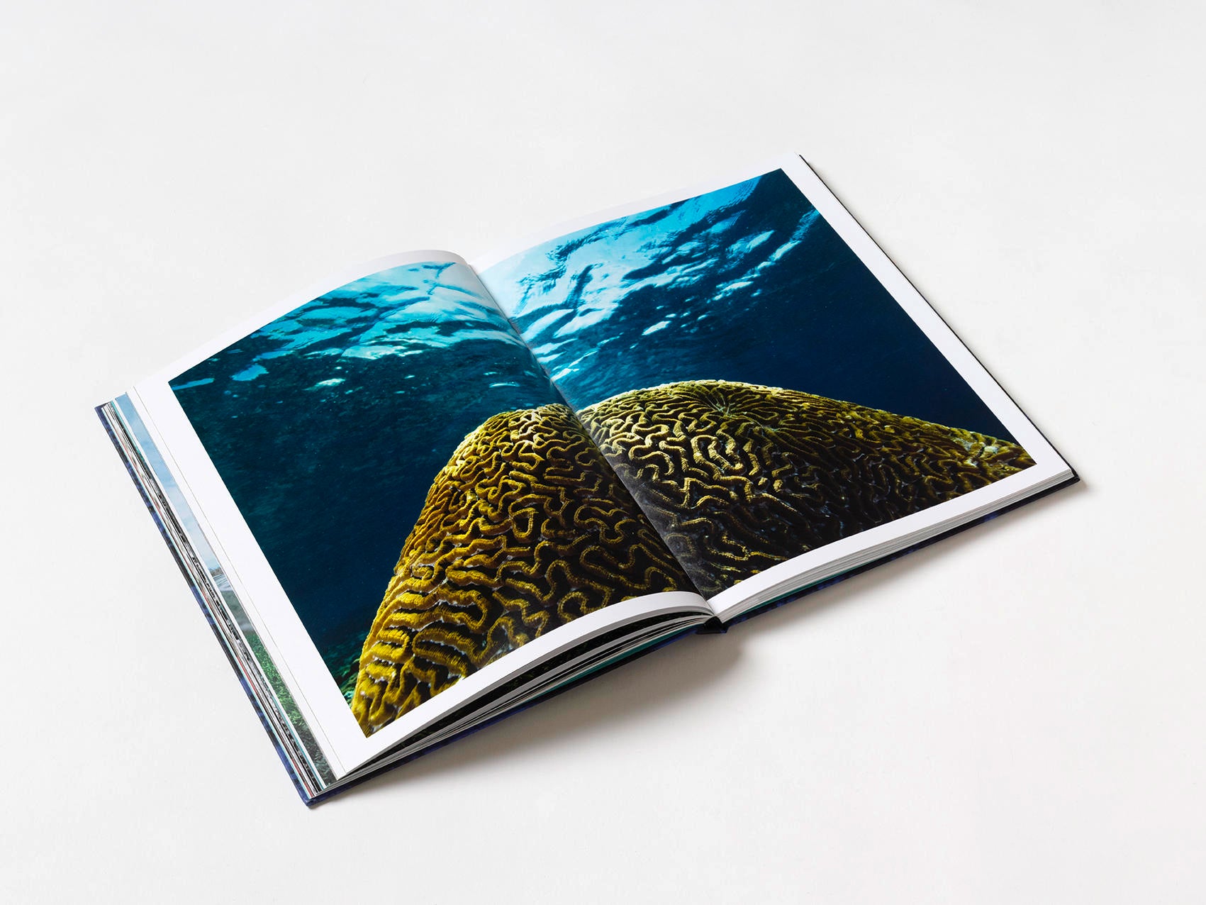 Coral - Martin Colognoli