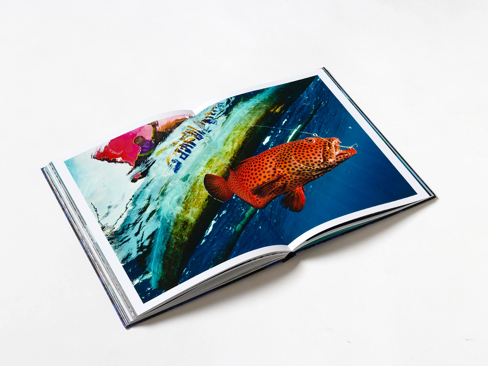 Coral - Martin Colognoli