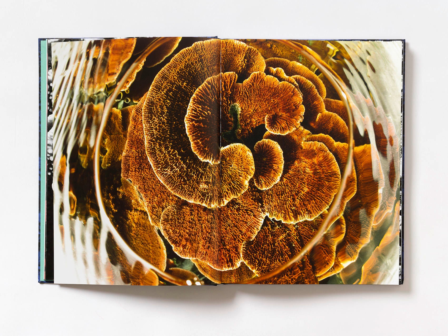 Coral - Martin Colognoli