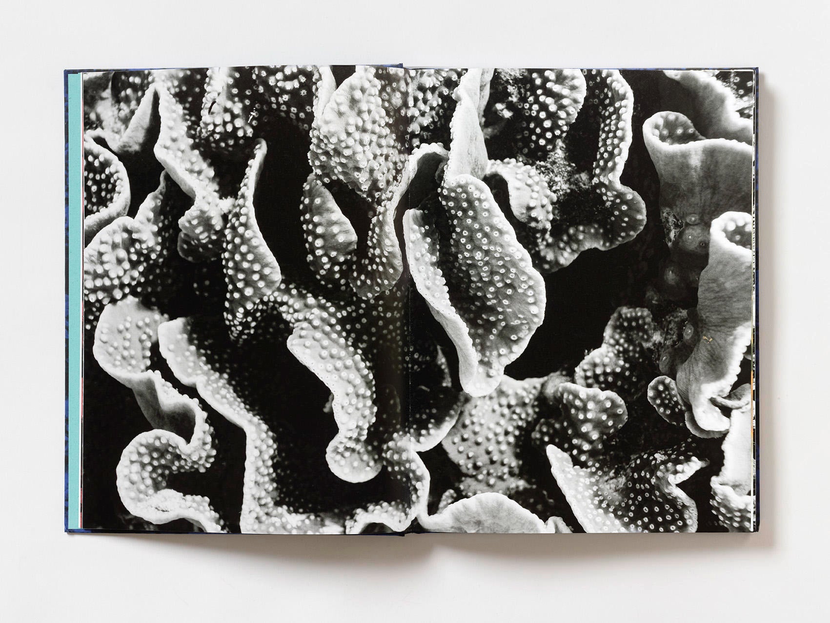 Coral - Martin Colognoli