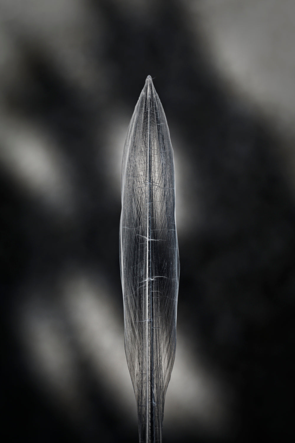 Fine Art La furie et la foi