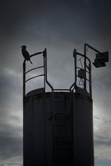 Fine Art La furie et la foi