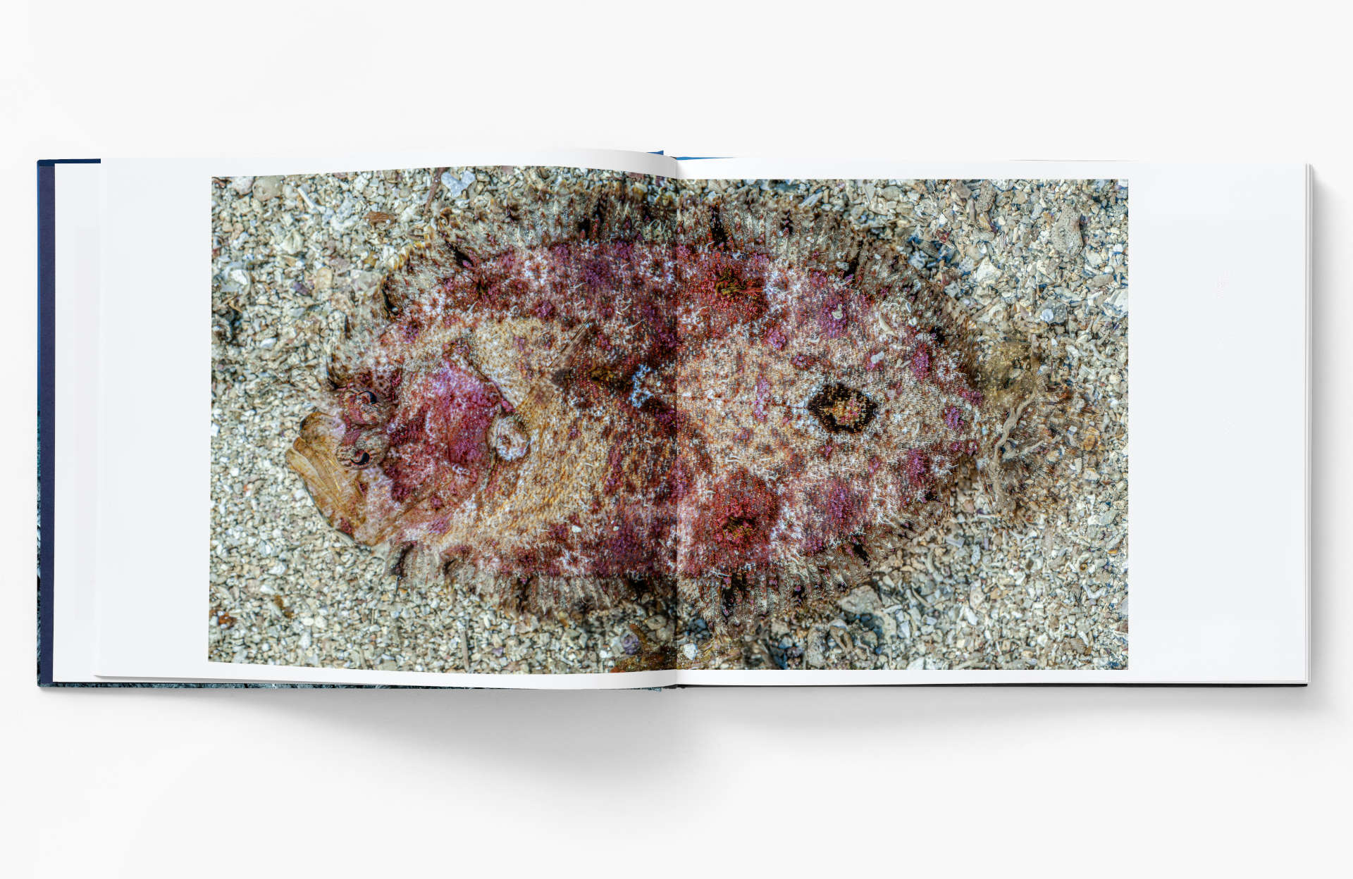 Planète Méditerranée – Laurent Ballesta