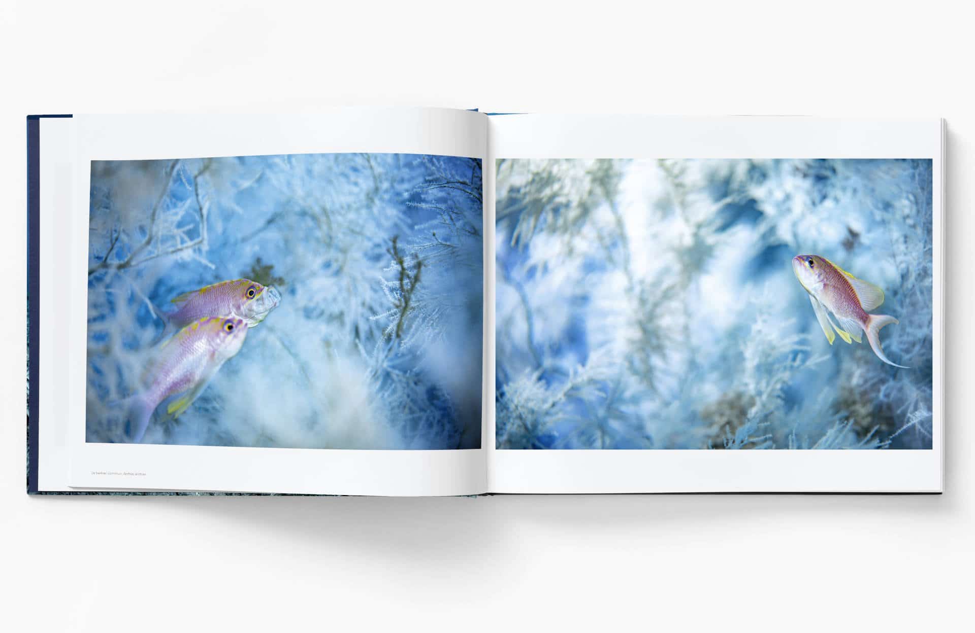 Planète Méditerranée – Laurent Ballesta