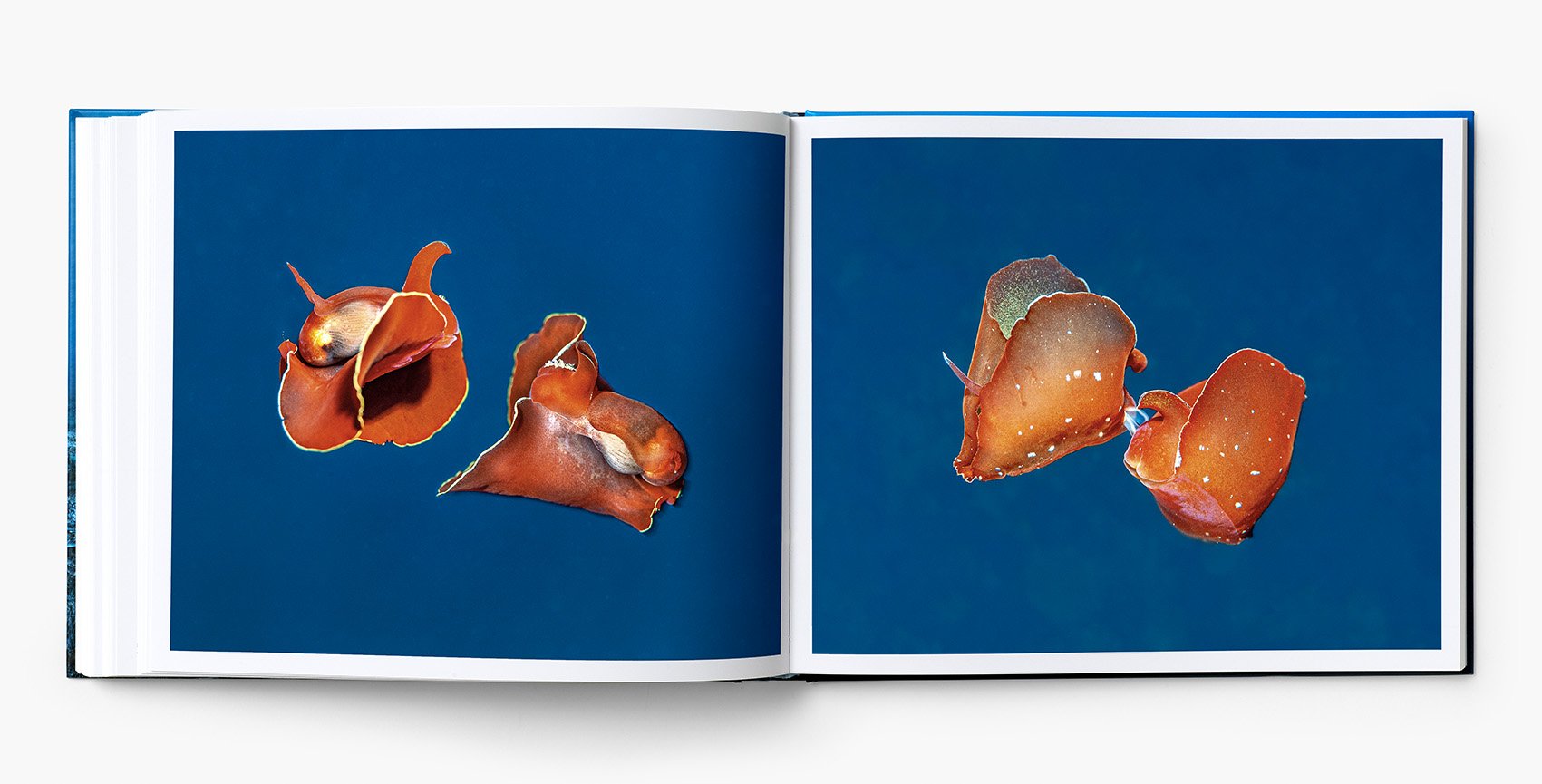 Planète Méditerranée – Laurent Ballesta