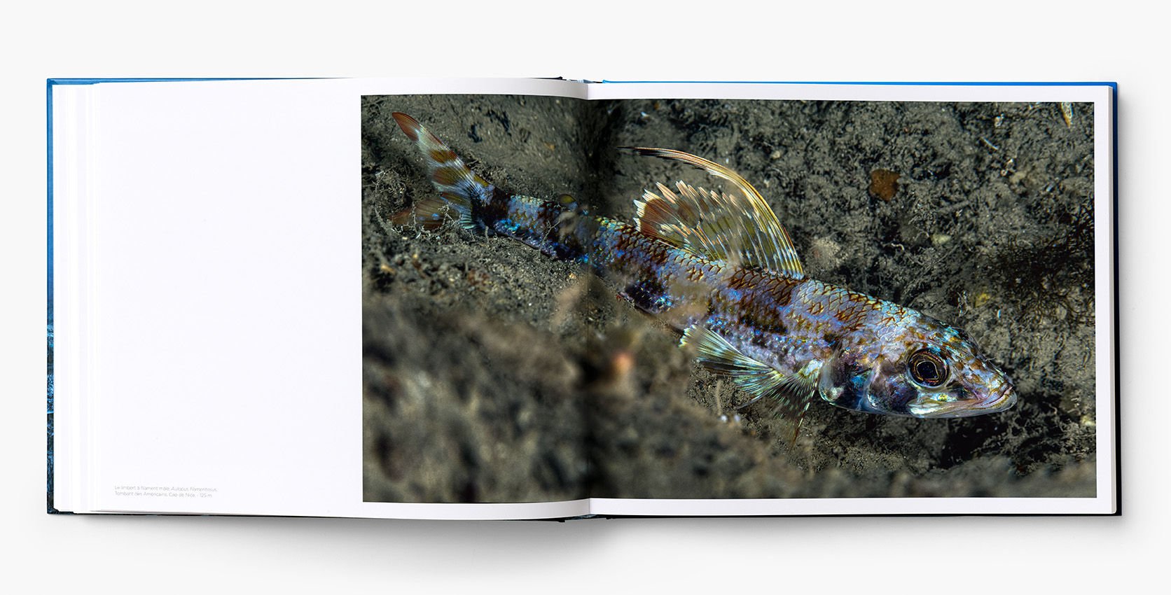 Planète Méditerranée – Laurent Ballesta