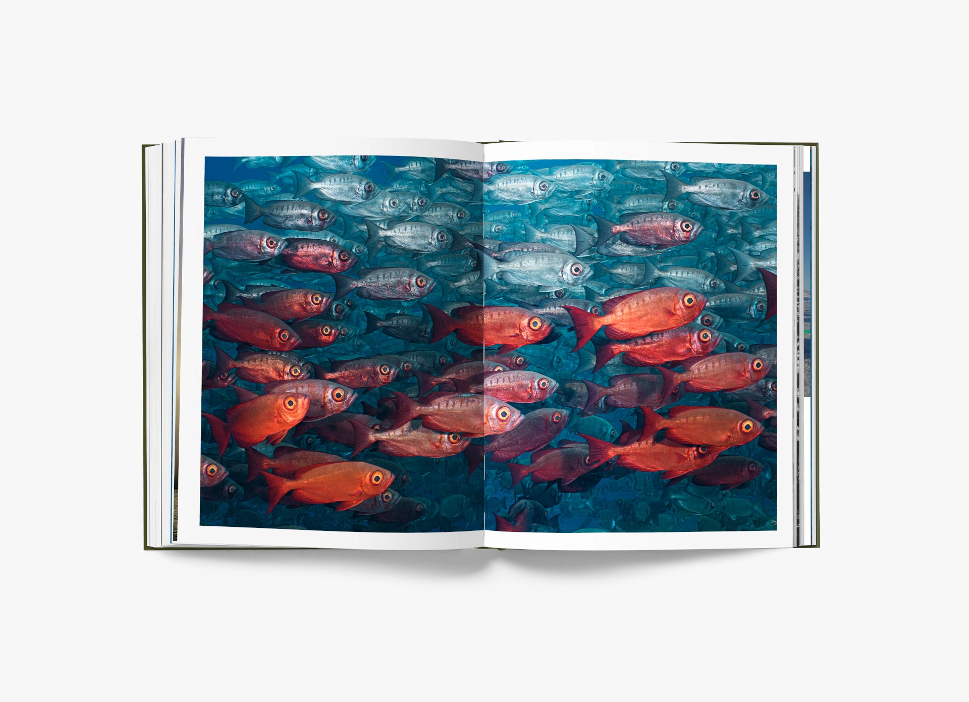 HOPE - Cristina Mittermeier