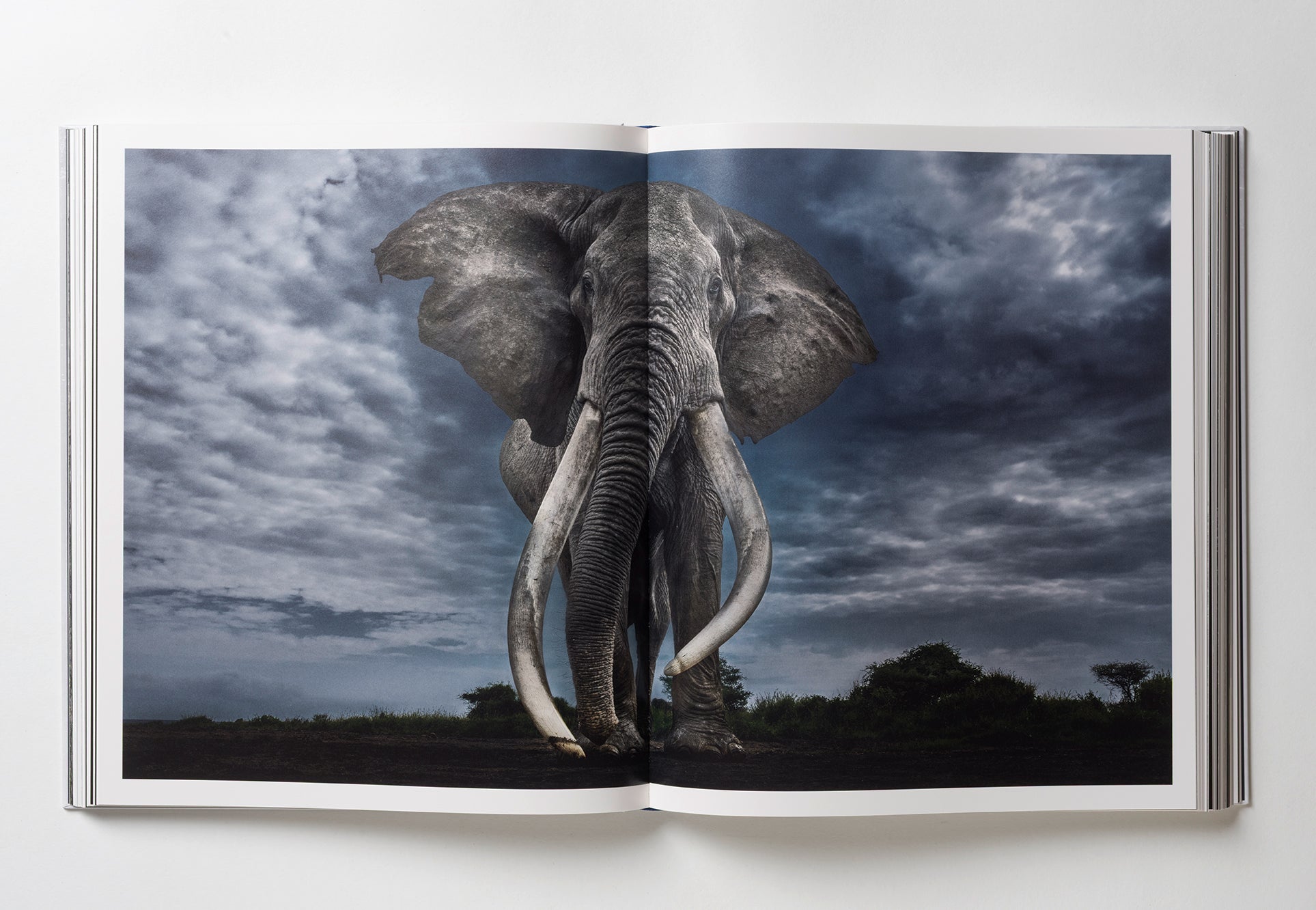 Reverence - Paul Nicklen