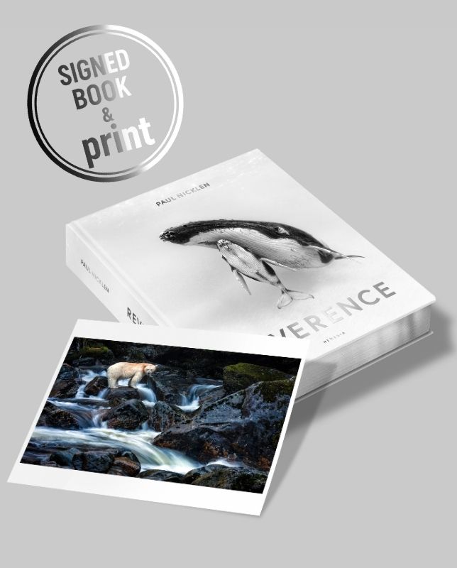 Silver Edging & Signed Edition + Print